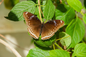 A beleza das cores e padrão de uma borboleta
