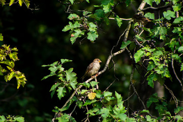 Small bird on a tree.