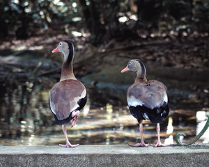 Ducks