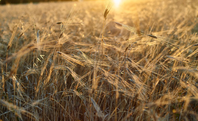Spikes under the golden light of sunset