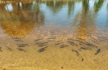 Peixes num pequeno lago