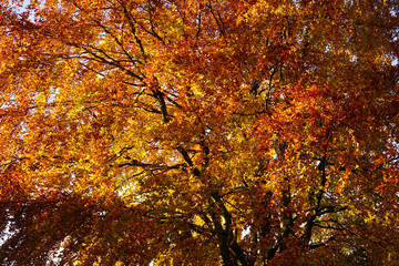 Autumn colored tree.