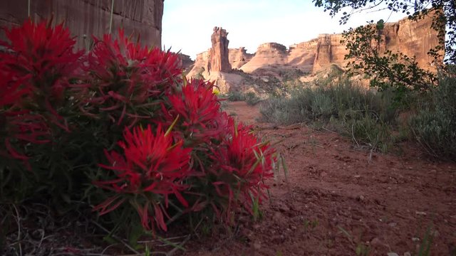 Desert paintbrush (Castilleja chromosa) - flowering parasitic plants against the background of red mountains in  Canyonlands National Park, Utha