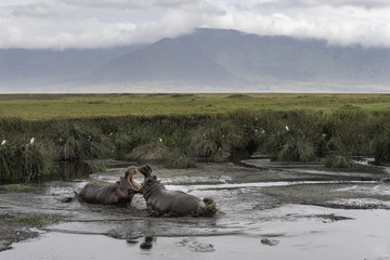 Hippo in Tanzani Ngorongoro Crater