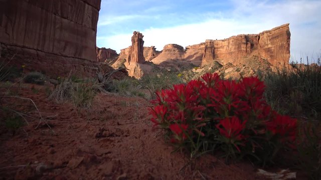Desert paintbrush (Castilleja chromosa) - flowering parasitic plants against the background of red mountains in  Canyonlands National Park, Utha