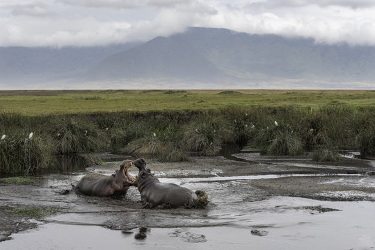 Hippo in Tanzani Ngorongoro Crater