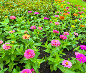 Fototapeta premium Colorful flowers background