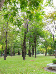 There are many trees in our garden