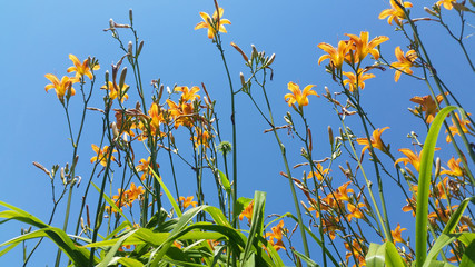 Historische Taglilie auf blauem Sommerhimmel © air4004