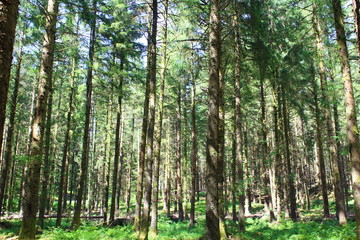 Nature Woodland Landscape Background
