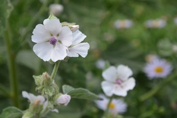 Wildblumen blühen im Park
