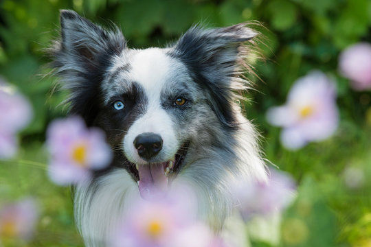 Border Collie zwischen Herbstanemonen