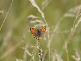 Small copper butterfly (Lycaena phlaeas)