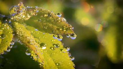 Dew drops on a green leaf close up background