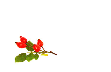 Amazing Health Benefits Of Rose Hips.
Rose hips with leaf on white background.