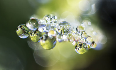 Dew drops on a green leaf close up background