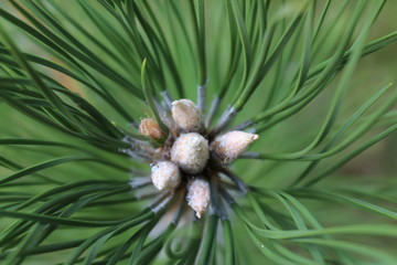 sosna zwyczajna, Pinus sylvestris - obrazy, fototapety, plakaty