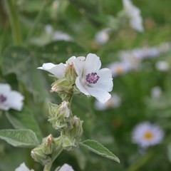 Wildblumen blühen im Park