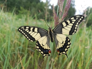 motyl, Paź królowej, Papilio machaon © Krzysztof