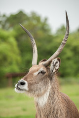 Naklejka premium deer closeup 