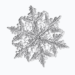 Snowflake isolated on white background. This vector illustration based on macro photo of real snow crystal: beautiful stellar dendrite with hexagonal symmetry, complex shape and six elegant arms.