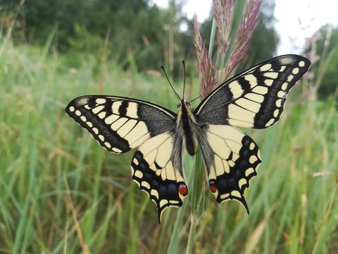 motyl, Paź królowej, Papilio machaon