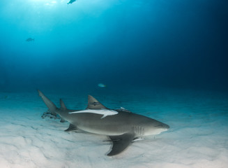 Lemon shark at the Bahamas