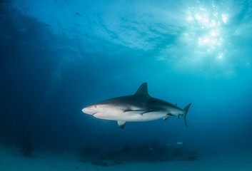 Caribbean reef shark at the Bahamas