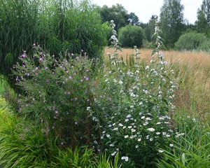 Wildblumen blühen im Sommer im Naturpark