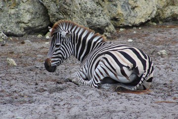 Fototapeta na wymiar zebres dans leur enclos au zoo