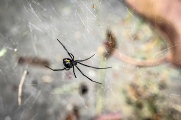 Black Widow