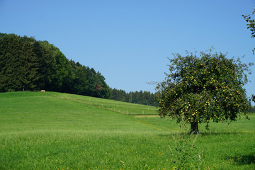 apfelbaum auf wiese vor wald