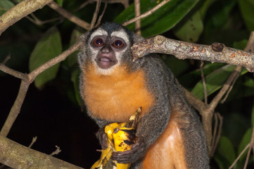 Azara's night monkey (Aotus azarae) feeding on bananas in a tourist lodge garden, Puerto Maldonado, Peru