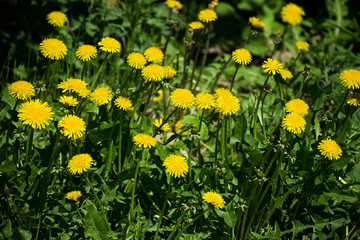 Fototapeta premium Field with yellow dandelions. Bright dandelions in the meadow.