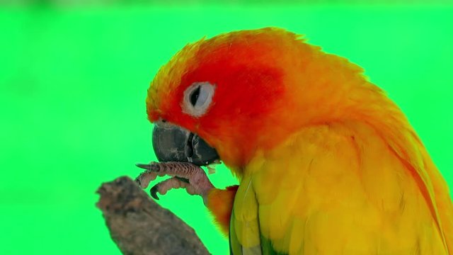 Close-up of sun parakeet cleaning its feet. Bright colored parrot itching itself with beak. Cute exotic bird sitting against green screen on background. Wild avian species native to South America.