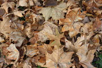 Fallen dry leaves of plane tree