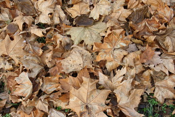Fallen dry leaves of plane tree