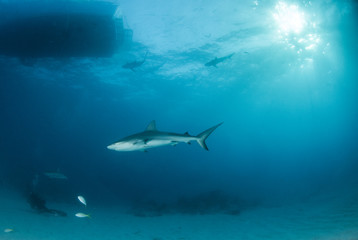 Fototapeta premium Caribbean reef shark at the Bahamas