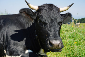 schwarze schlummernde kuh