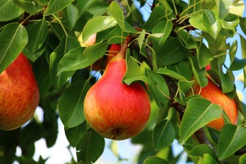 birne am birnbaum