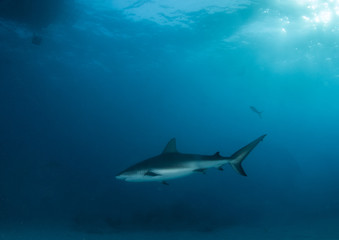 Caribbean reef shark at the Bahamas