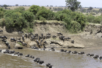 The migration of the gnoes crossing the Marariver in Tanzania