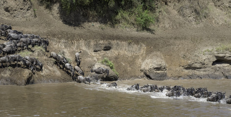 The migration of the gnoes crossing the Marariver in Tanzania