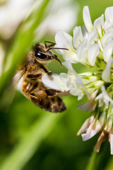 abeille trèfle blanc