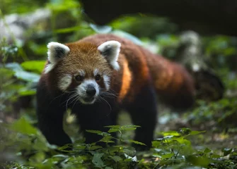 Crédence de cuisine en verre imprimé Panda Ours panda roux marchant