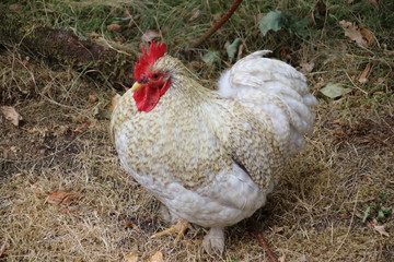 Chicken walking outside on the ground on a farm in Oldebroek, Netherlands.