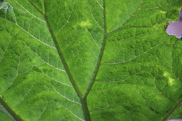 big, nerf, leaf,plant, sun, light, garden, netherlands, oldebroek