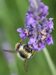 abeille dans la lavande