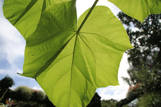 Big nerfs on a leaf of a big plant with sunlight in a garden in the Netherlands.