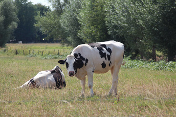 Black white Frysian cows on the meadows of Oldebroek in the Netherlands.